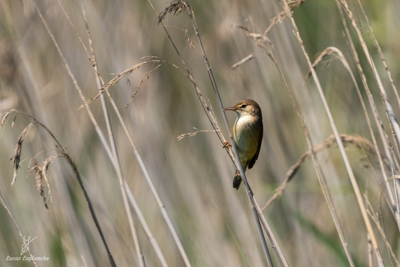 Rousserolle effarvatte